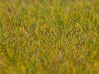 Faller - 180484 - PREMIUM Streufasern Wiese, hellgrün, 6 mm, 30 g