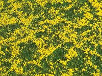 Faller H0 - 180463 - PREMIUM Landschafts-Segment, Rapsfeld