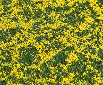 Faller H0 - 180463 - PREMIUM Landschafts-Segment, Rapsfeld - Artikelbild