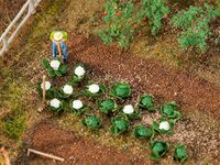 Faller H0 - 181257 - 10 Grün - und 10 Blumenkohlköpfe