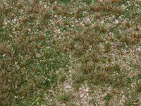 Faller H0 - 180479 - PREMIUM Landschafts-Segment Wildkräuterwiese