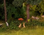 Faller H0 - 151915 - Tiere im Wald - Artikelbild