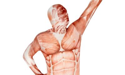 Muskel Morphsuit - größe XL - Artikelbild